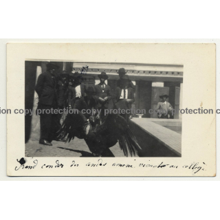 Junin / Peru: Big Condor In Schoolyard Of Colegio (Vintage RPPC 1922)