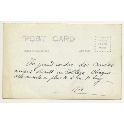 Junin / Peru: Big Condor In Schoolyard Of Colegio (Vintage RPPC 1922)