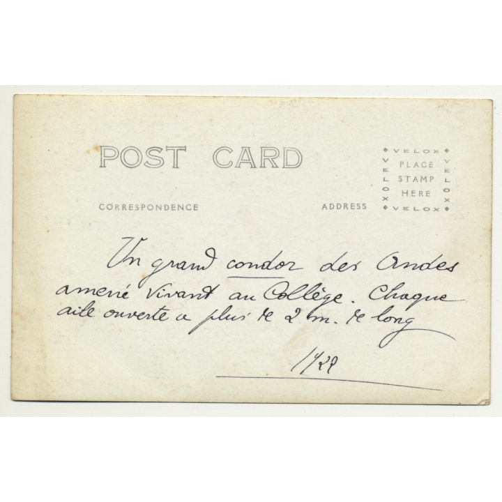 Junin / Peru: Big Condor In Schoolyard Of Colegio (Vintage RPPC 1922)