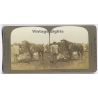 Boer War / South Africa: The Beauty of Battery 'A' - Soldier & Horse (Vintage Stereoscopic Photo 1900)