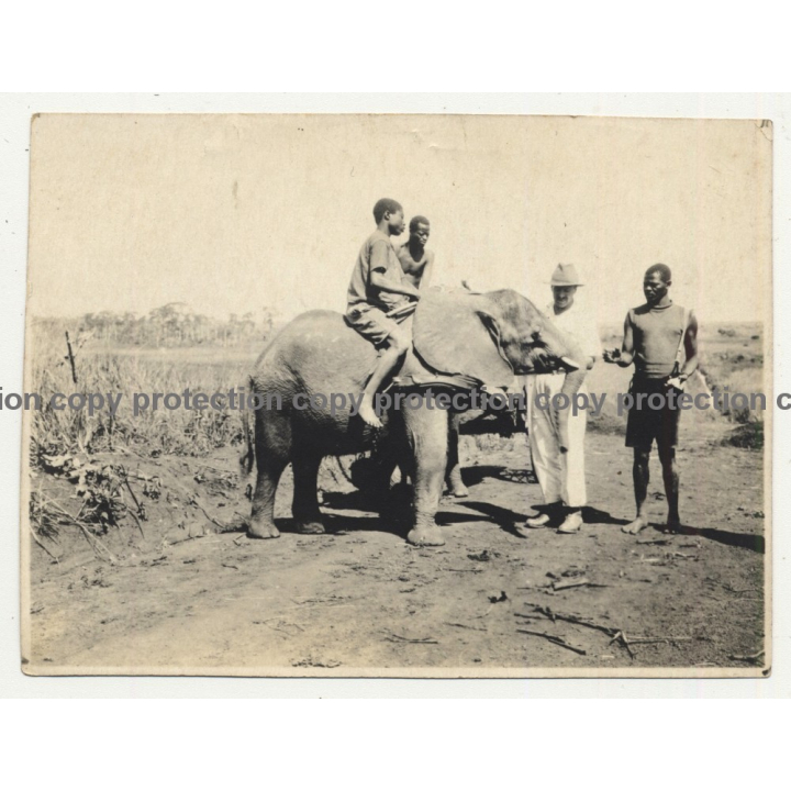 Native Congolese Guys Train Young Elephant / Steppe (Vintage Photo ~1940s/1950s)