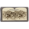 Boer War / South Africa: Warwicks Skirmishing With Boers (Vintage Stereoscopic Photo 1900s)