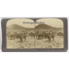 Boer War / South Africa: Royal Horse Artillery Ready To Attack (Vintage Stereoscopic Photo 1900s)