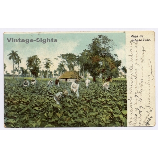 Cuba: Vega de Tabaco - Trabajadores (Vintage PC 1904)