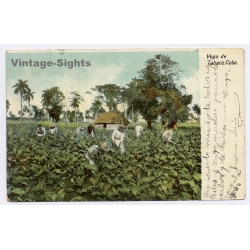 Cuba: Vega de Tabaco - Trabajadores (Vintage PC 1904)