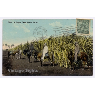Cuba: A Sugar Cane Field / Horses (Vintage PC 1904)