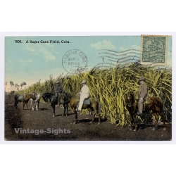 Cuba: A Sugar Cane Field / Horses (Vintage PC 1904)