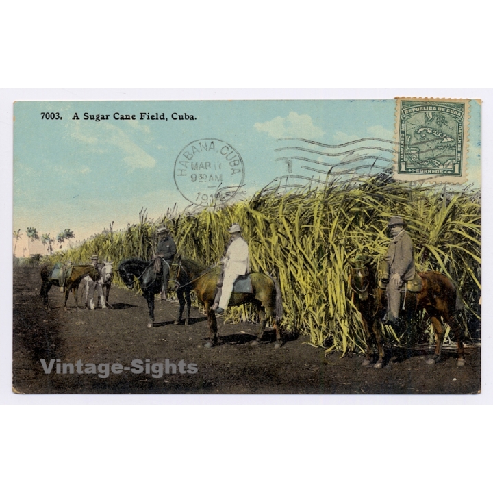 Cuba: A Sugar Cane Field / Horses (Vintage PC 1904)