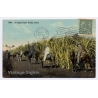 Cuba: A Sugar Cane Field / Horses (Vintage PC 1904)