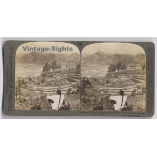 Kiangsi Province / China: Paddy Fields & Patches Of Tea (Vintage Stereoscopic Photo ~1900s)