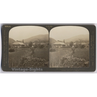 Japan: Rice Fields Around Miyagino (Vintage Stereoscopic Photo 1901)
