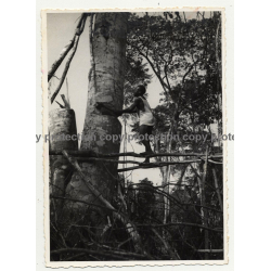 Congo: Native Worker Chops Huge Tree By Hand (Vintage Photo B/W ~1940s)