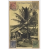 Pernambuco / Brazil: Native Straw Hut / U.S.C.E. (Vintage PC 1919)