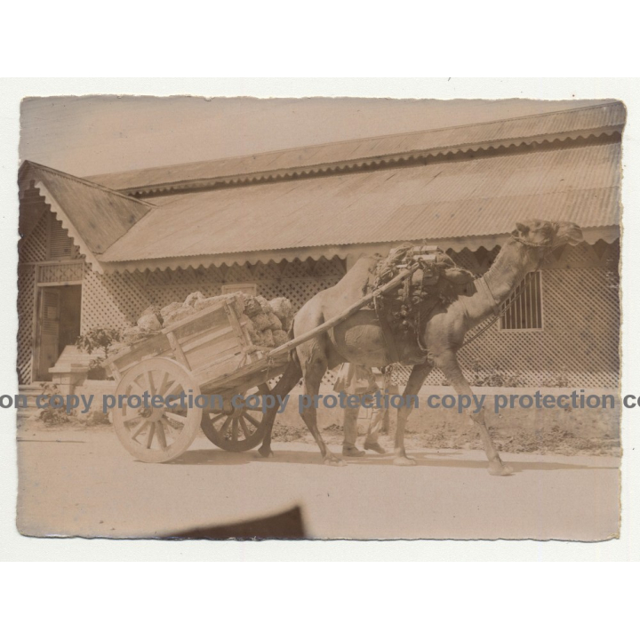 Camel Pulls Loaded Cart / Tanzania? (Vintage Photo B/W 1920s/1930s)