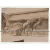 Camel Pulls Loaded Cart / Tanzania? (Vintage Photo B/W 1920s/1930s)