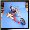 Erotic Study: Racy Blonde Pin-up Girl On Chopper*13 (Vintage Diapositive KORENJAK 1980s)
