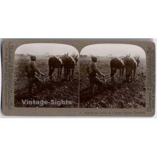 Plowing For Cotton On A South Carolina Plantation (Vintage Stereoscopic Photo 1900s)