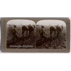 Plowing For Cotton On A South Carolina Plantation (Vintage Stereoscopic Photo 1900s)
