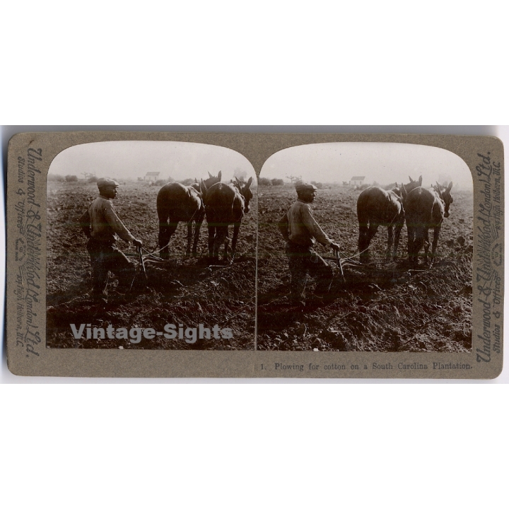 Plowing For Cotton On A South Carolina Plantation (Vintage Stereoscopic Photo 1900s)
