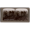 Plowing For Cotton On A South Carolina Plantation (Vintage Stereoscopic Photo 1900s)