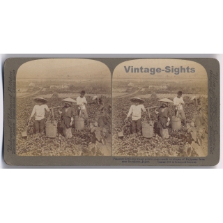 Japan: Peasants Fertilizing Sweet Potato Crop (Vintage Stereoscopic Photo 1900s)