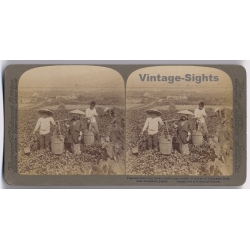 Japan: Peasants Fertilizing Sweet Potato Crop (Vintage Stereoscopic Photo 1900s)
