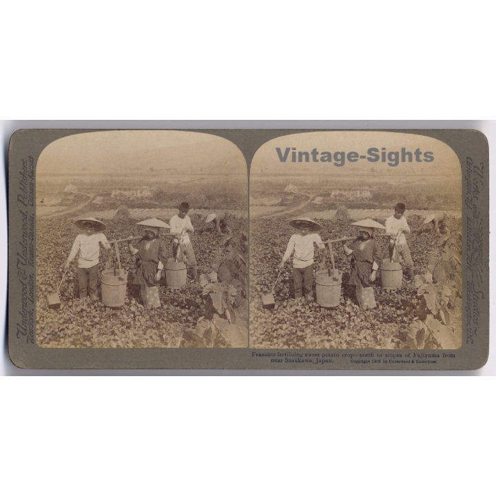 Japan: Peasants Fertilizing Sweet Potato Crop (Vintage Stereoscopic Photo 1900s)