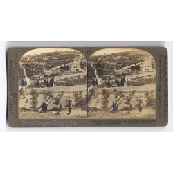 Jerusalem: Garden Of Gethsemane From Eastern Wall (Vintage Stereoscopic Photo 1900s)