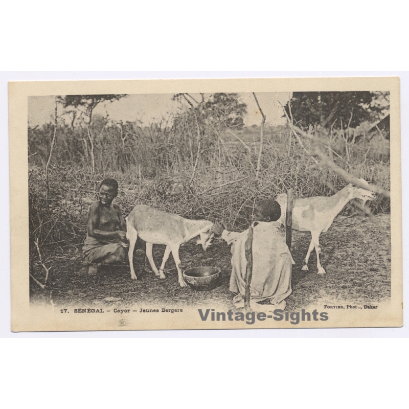 Senegal: Young Shepherds Milking Goat / Nomad - Ethnic (Vintage PC 1900s)