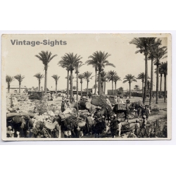 Tripolitana Italiana: Bedouins, Laden Camels Palm Trees / B.Liotti (Vintage RPPC ~1910s/1920s)