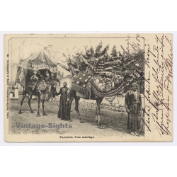 Egypt: Wedding Fantasy / Camel - Hautaj (Vintage PC 1904)