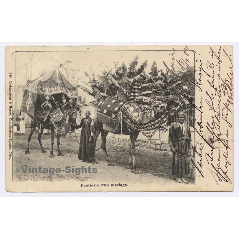 Egypt: Wedding Fantasy / Camel - Hautaj (Vintage PC 1904)