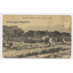 Iles Poulo-Condore / Vietnam: Jardin du Bagne - L'Arrosage - Prison (Vintage PC ~1910s)