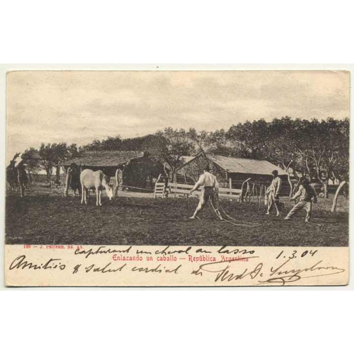 Argentina: Enlazando Un Caballo (Vintage Postcard B/W 1904)