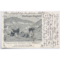 Switzerland: Nestlé Milk Adertising Cows - Russian Text (Vintage PC 1903)