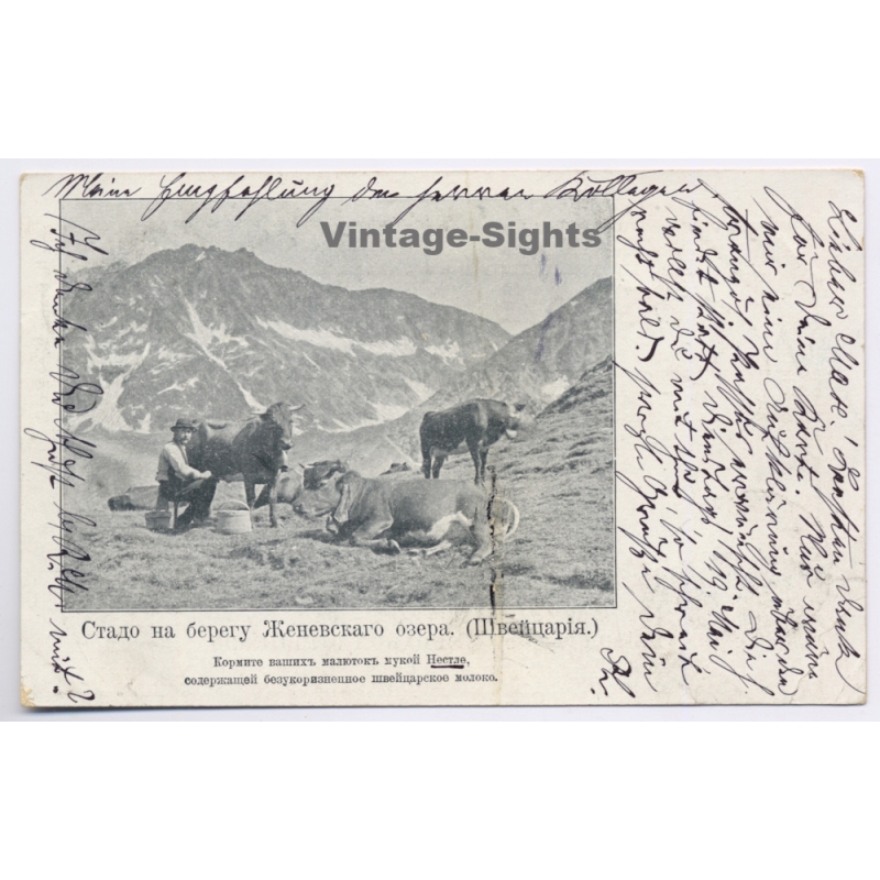 Switzerland: Nestlé Milk Adertising Cows - Russian Text (Vintage PC 1903)