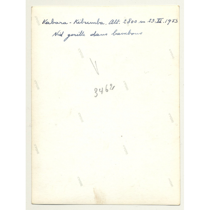 Kabara - Kibumba: Gorilla's Nest / National Park Ranger (Vintage Photo B/W 1953)