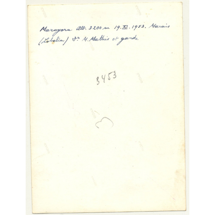 Maroyora / Congo: M. Matthis & Guard In Front Of Huge Lobelia (Vintage Photo B/W 1953)