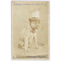 Palma De Mallorca: French Bulldog Top Hat Costume (Vintage RPPC NPG 1907)