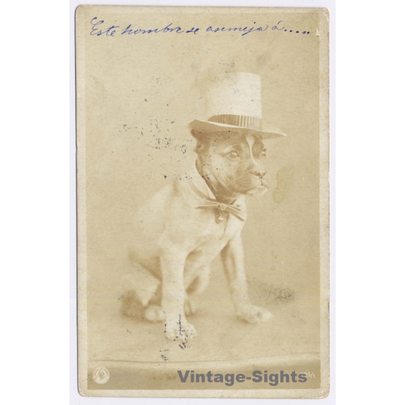 Palma De Mallorca: French Bulldog Top Hat Costume (Vintage RPPC NPG 1907)