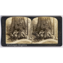 Yosemite: Wawona Tree - Mariposa Grove (Vintage Stereoview Photo 1906)