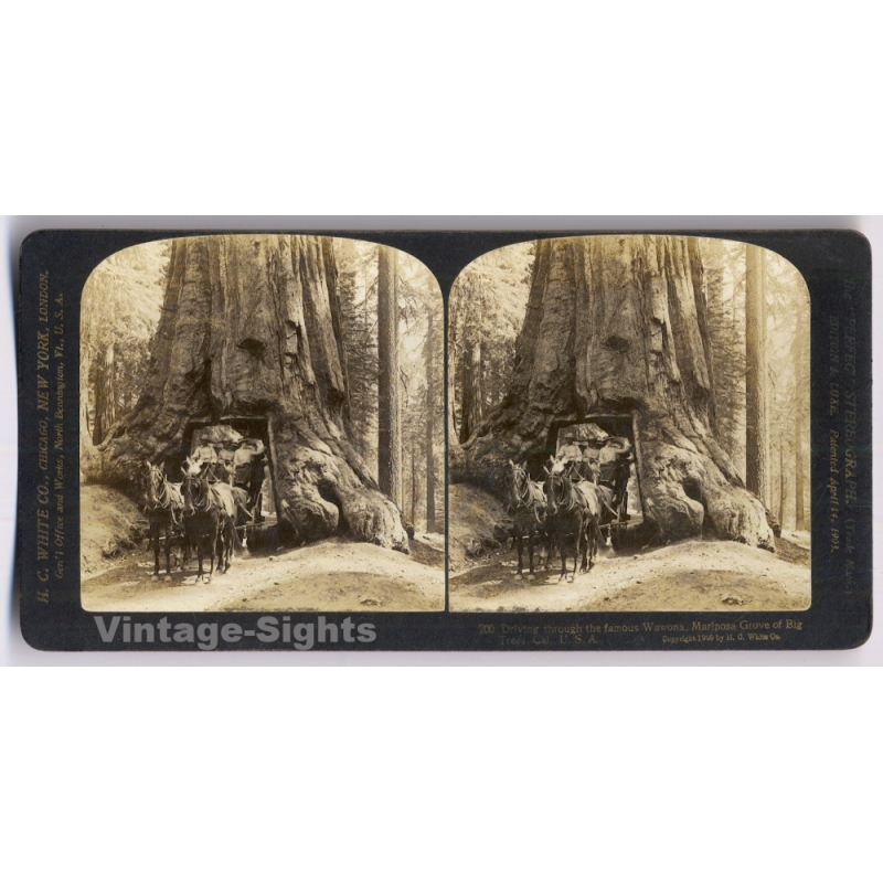 Yosemite: Wawona Tree - Mariposa Grove (Vintage Stereoview Photo 1906)