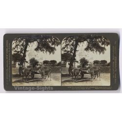 Burma: Pagan Ananda Temple Ox Cart (Vintage Stereoview Photo 1907)