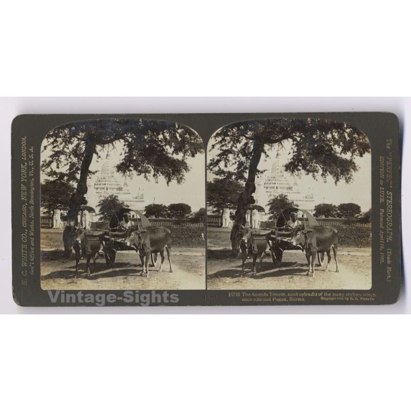 Burma: Pagan Ananda Temple Ox Cart (Vintage Stereoview Photo 1907)