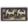 Burma: Pagan Ananda Temple Ox Cart (Vintage Stereoview Photo 1907)