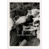 Group Of Young Men Try To Pull Down Friends' Towel / Gay INT (Vintage Photo 1960s)