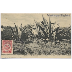Mexico: Pulque Agave Tlachiqueros Stamp To Miguel Vila Mallorca (Vintage PC 1920)