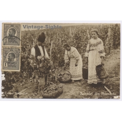 Romania: Vineyard Grape Harvest Culesul Strugurilor Nationa Costume/ Postally Used To Mallorca (Vintage RPPC 1914)