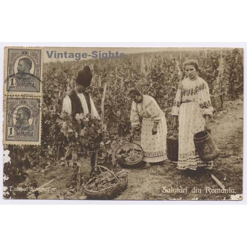 Romania: Vineyard Grape Harvest Culesul Strugurilor Nationa Costume/ Postally Used To Mallorca (Vintage RPPC 1914)