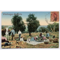 Andalucia / Spain: Olive Harvest Postcard Collector Exchange Miguel Vila Mallorca (Vintage PC 1917)